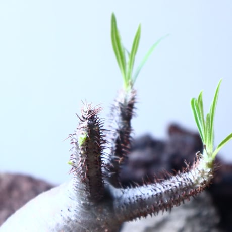 パキポディウム グラキリス   Pachypodium rosulatum var. gracilius no.32902
