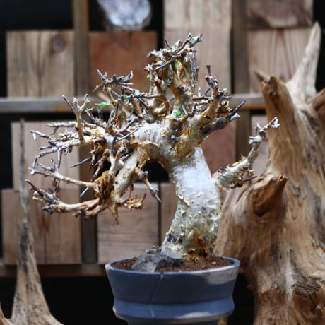 コミフォラ   ストックシアナ / Commiphora stocksiana / 発根済み　  no.30520