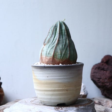 ユーフォルビア  オベサ 　Euphorbia obesa　no.90812