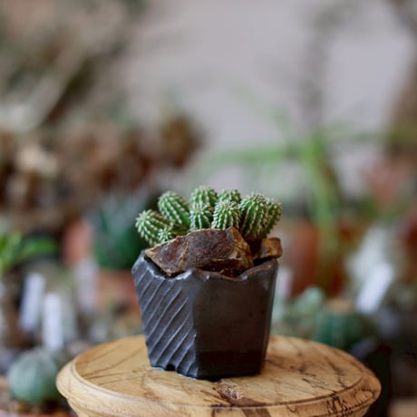 Euphorbia sepultap × N/OH (2.5号)  no.1101/30