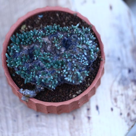 アボニア   クイナリア   アルストニー  赤花／Avonia quinaria ssp. alstonii    no.112135