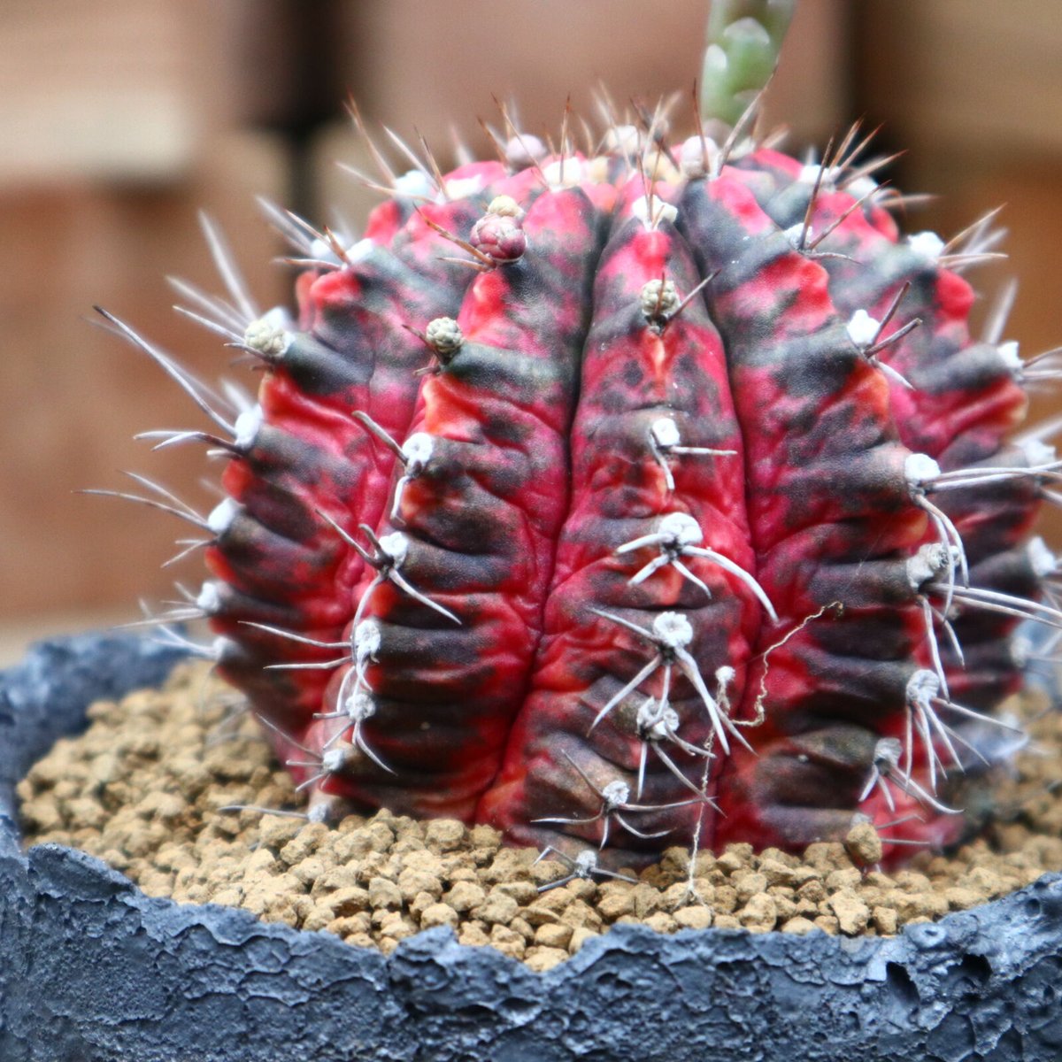 ギムノカリキウム 緋牡丹錦(自根)／Gymnocalycium friedrichii f.