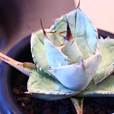 'ハルコイ´セット (N/OH × Agave titanota white ice )  no.30347
