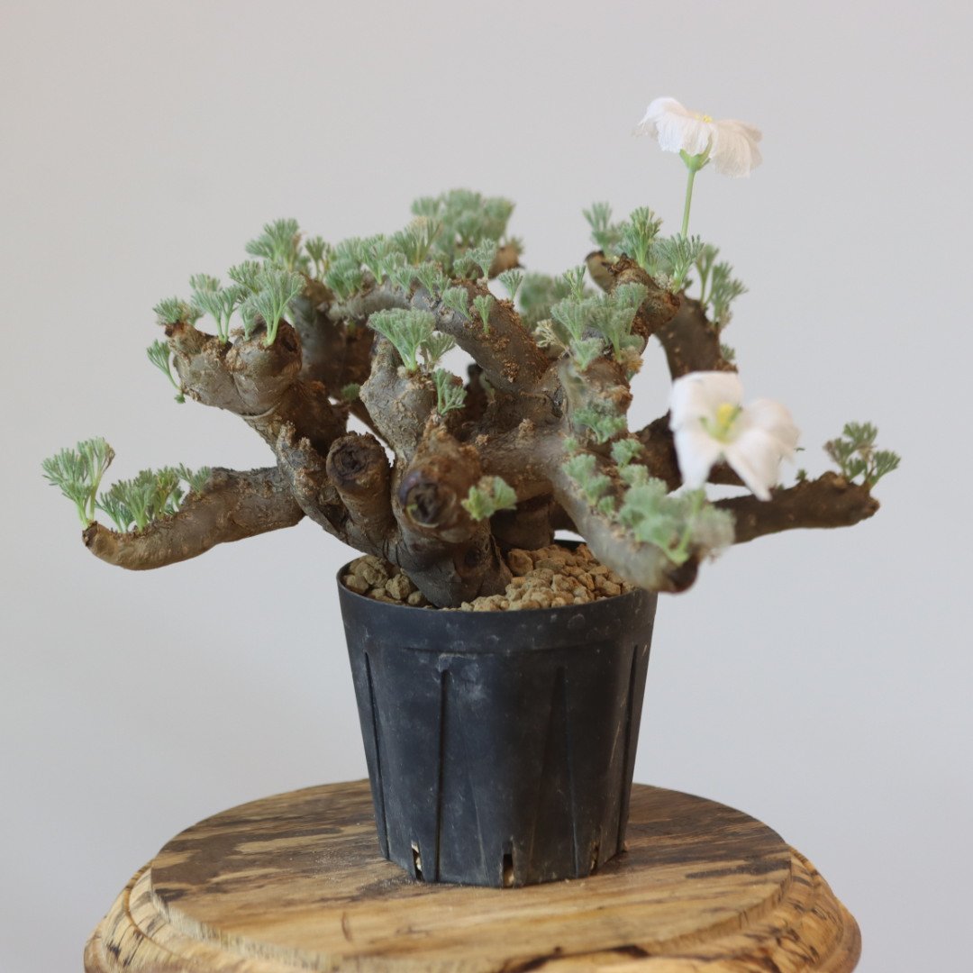 Monsonia multifida no.921-15 | 芽の巣山