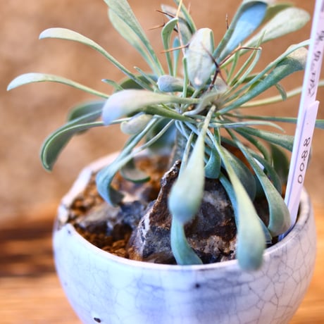 Othonna euphorbioides × N/OH   no.11413