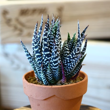 Haworthia papillosa  × YAMABACHI    no.10799