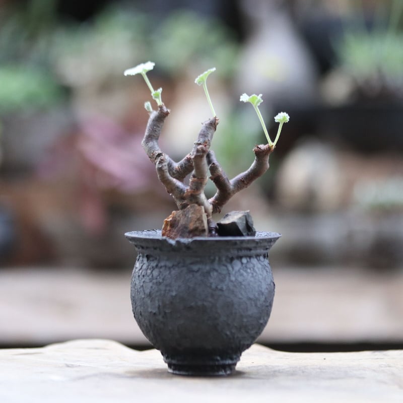 ペラルゴニム ミラビレ／Pelargonium mirabile no.103028 | 芽の巣山