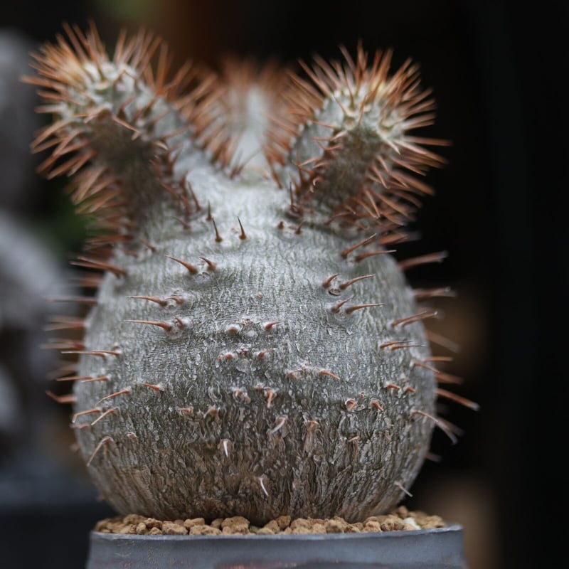 パキポディウム グラキリス 実生 Pachypodium gracilius e4bb9dbd32081f9d10f94071172de5