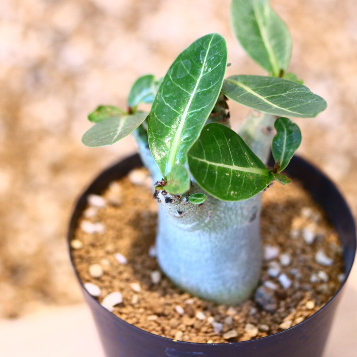 アデニウム アラビカム / Adenium arabicum no.51438 | 芽の巣山