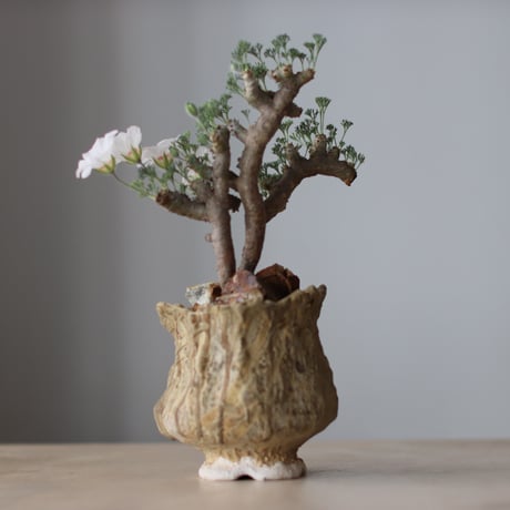 Sarcocaulon multifidum × Virginija Klisevicivte / PLANETX (4号)  no.511/9