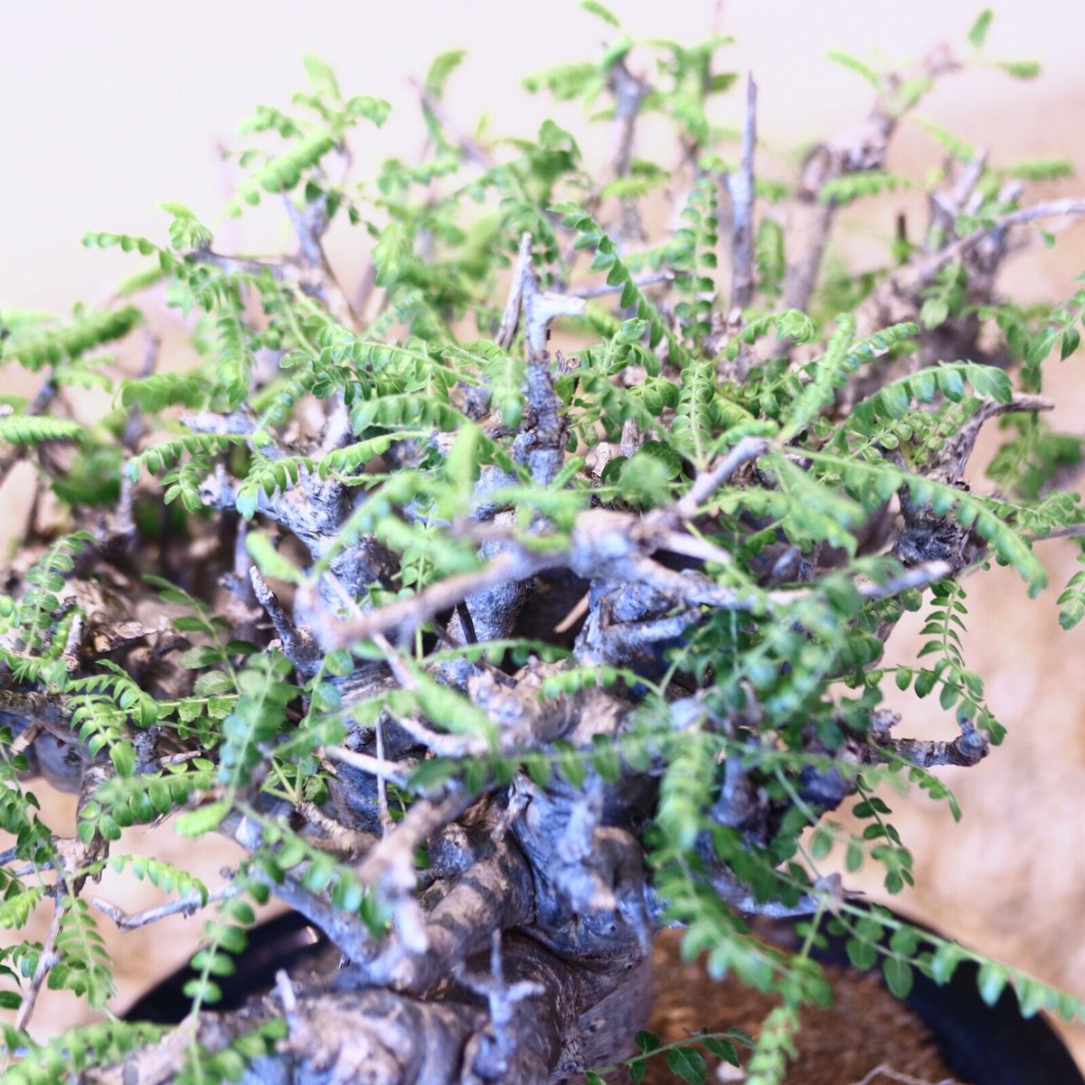 Boswellia neglecta ボスウェリアネグレクタ ボスウェリア ネグレクタ/ Boswellia neglecta no.43001 |