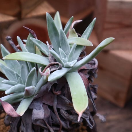 ダドレア クサンチ／ Dudleya xantii  no.92529