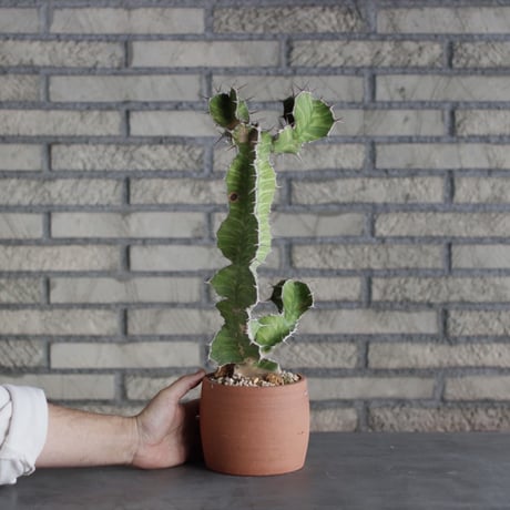 Euphorbia triangularis × N/OH(4.5号)  no.510/8