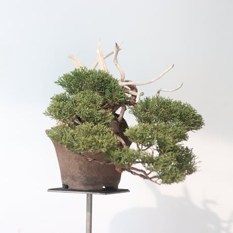 真柏 / YOSHIZAWA3-SHOHINBONSAI   no.223-51