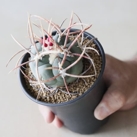 Thelocactus hexaedrophorus v. fossulatus / 緋冠竜 (3号鉢)  no.913/36