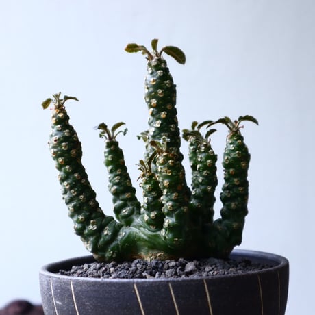 ドルステニア フォエチダ hyb. Dorstenia foetida hyb. no.71436
