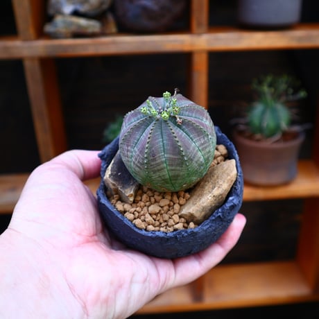 ユーフォルビア  シンメトリカ ♀／Euphorbia  symmetrica     no.60521