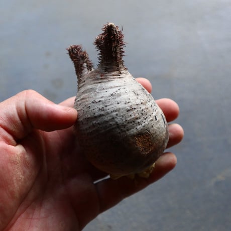パキポディウム グラキリス 抜苗  Pachypodium rosulatum var. gracilius no.92926