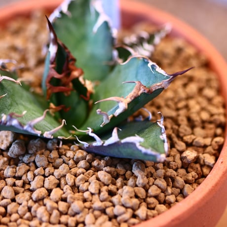 agave titanota caesar × YAMABACHI    no.123167