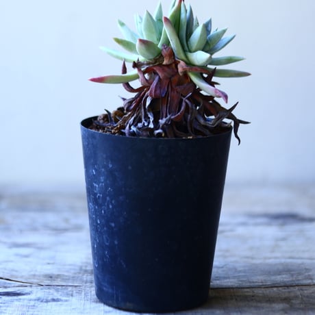 ダドレア ブリトニー　Dudleya brittonii    no.110804