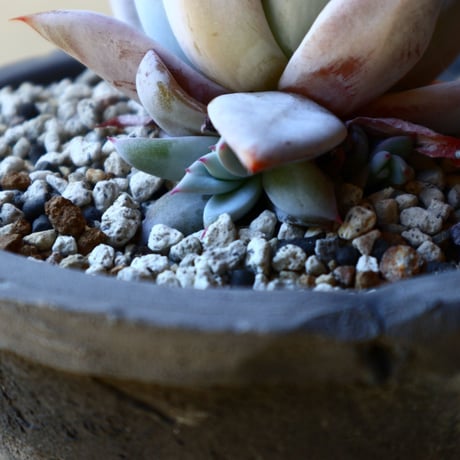 エケベリア  メキシカンジャイアント   Echeveria colorata 'Mexican Giant'.   no.40719