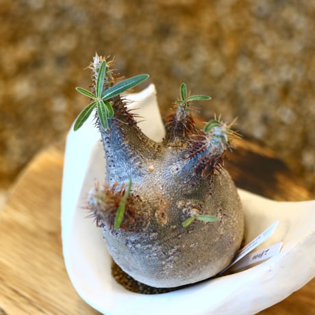 Pachypodium  gracilius × Kazuhiro Arima    no.100818