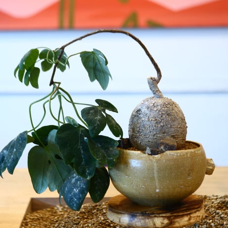 Adenia metamorpha × N/OH   no.100852