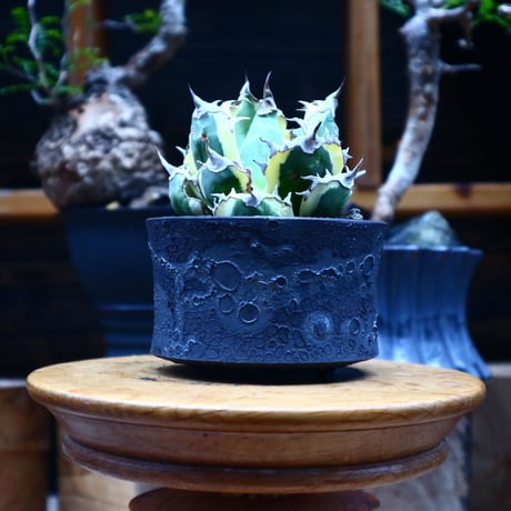 アガベ チタノタ スナグルトゥース／Agave Titanota Snaggle Tooth     no. 90508