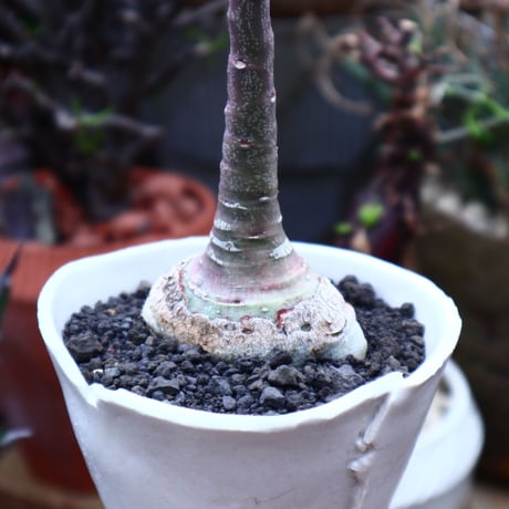 アデニア  グラウカ   Adenia glauca    no.42514