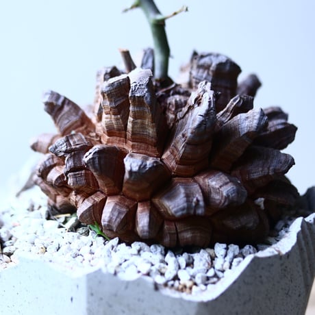 ディオスコレア   亀甲竜    Dioscorea elephantipe     no.90630