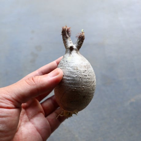 パキポディウム グラキリス 抜苗  Pachypodium rosulatum var. gracilius no.92920