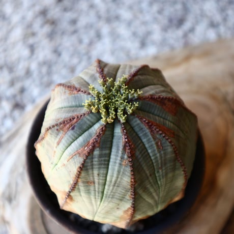 ユーフォルビア  オベサ ♀    Euphorbia obesa   no.40717