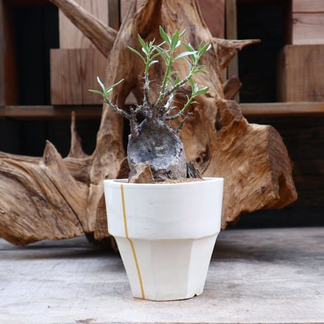パキポディウム ビスピノーサム / Pachypodium bispinosum / 発根済み    no.31252