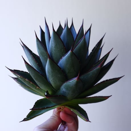 アガベ　ブルーグロー Agave 'Blue Glow'   no.30807