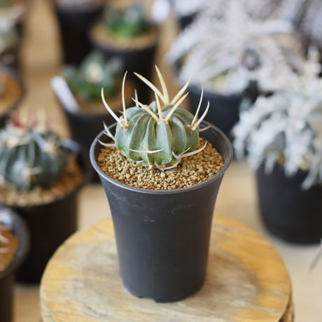 Echinofossulocactus coptonogonus / 竜剣丸 (2.5号)  no.1226/30