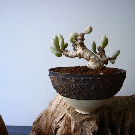 オトンナ    クラビフォリア   Othonna clavifolia  No.007