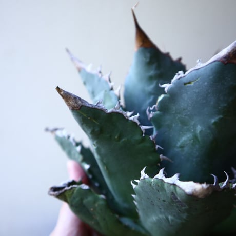 アガベ   チタノタ 　 Agave  titanota   no.111025