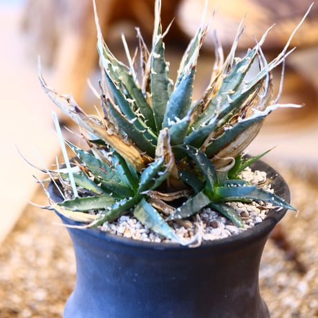 Agave uthaensis var. eborispina × Atsushi Funakushi   no.31039