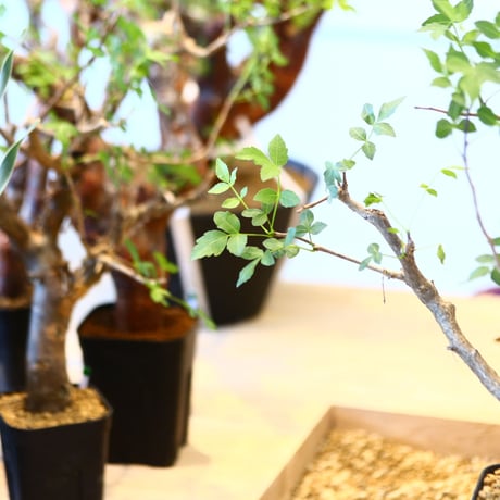 ブルセラ ファガロイデス / Bursera fagaroides   no.62520