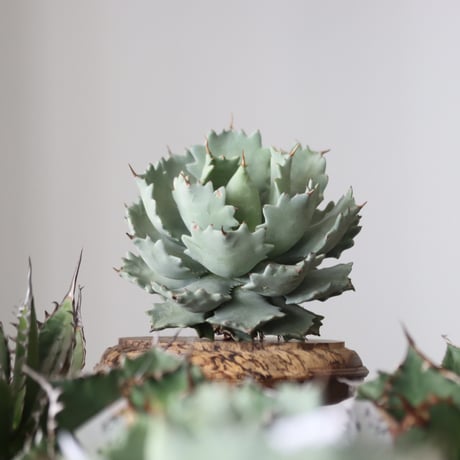 Agave Isthmensis / Style of Chika　no.42180