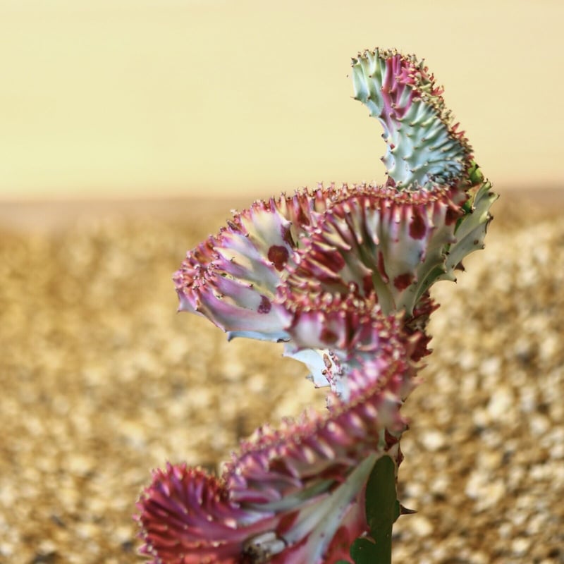 ユーフォルビア ラクテア綴化 / Euphorbia lactea no.43011 | 芽