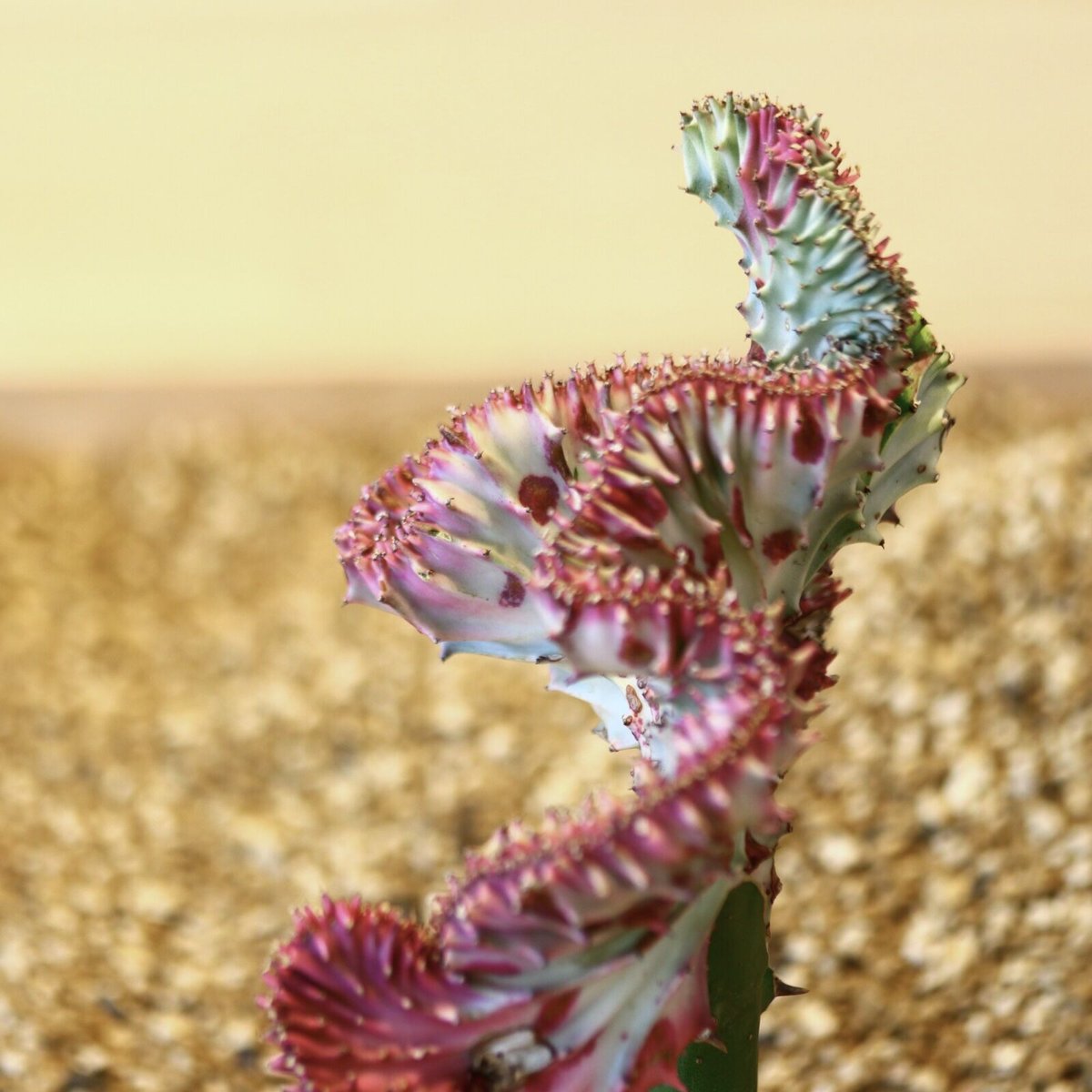 特大　Euphorbia lactea 綴化　斑入り　鉢のまま発送　コーデックス 特大 Euphorbia lactea 綴化 斑入り 鉢のまま発送 コーデックス