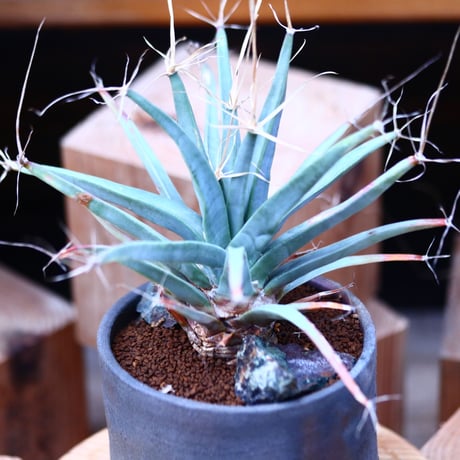 レウクテンベルギア  晃山／Leuchtenbergia principis  no.1226103