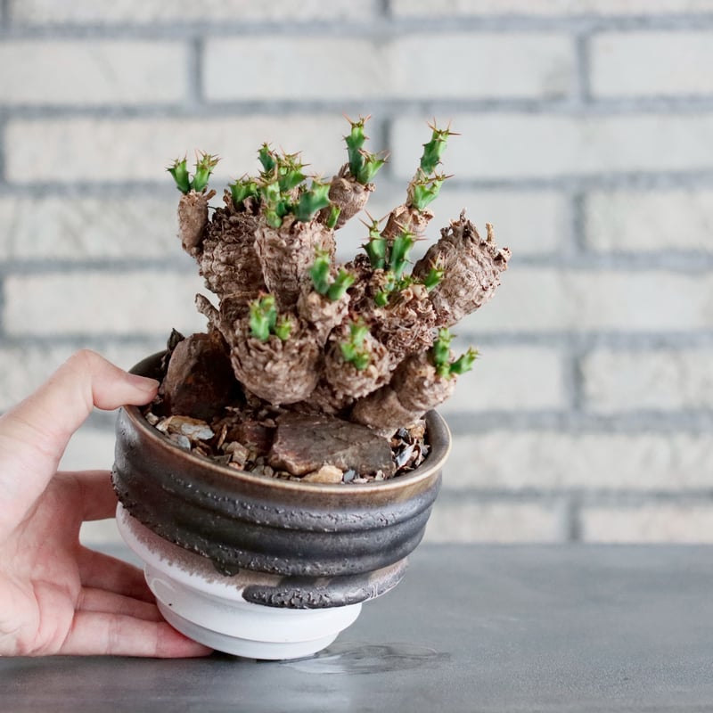 Euphorbia clavigera × 山山 特別共作鉢 (5号) no.1019/6