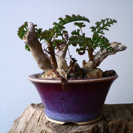 ペラルゴニウム   カルノーサム   Pelargonium carnosum  No.010