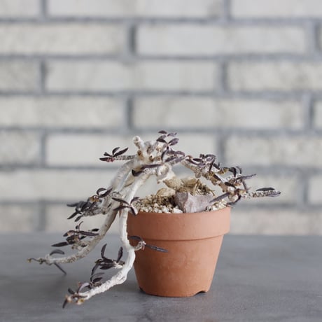 Euphorbia cylindrifolia × YAMABACHI (3号) no.621/46