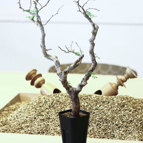 コミフォラ モンストローサ / Commiphora monstrosa   no.42310