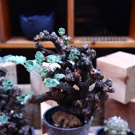 ぺラルゴ二ウム   エキナツム／Pelargonium  lechinatum   no.62712