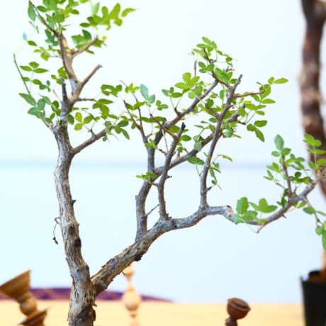 ブルセラ ファガロイデス / Bursera fagaroides   no.62517