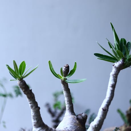 パキポディウム グラキリス   Pachypodium rosulatum var. gracilius no.90601